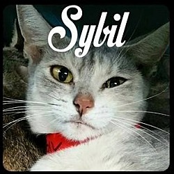 Thumbnail photo of Sybil #2