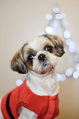 Korean shih tzu clearance