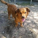 Corgi Puppies - Corgi Rescue and Adoption Near You