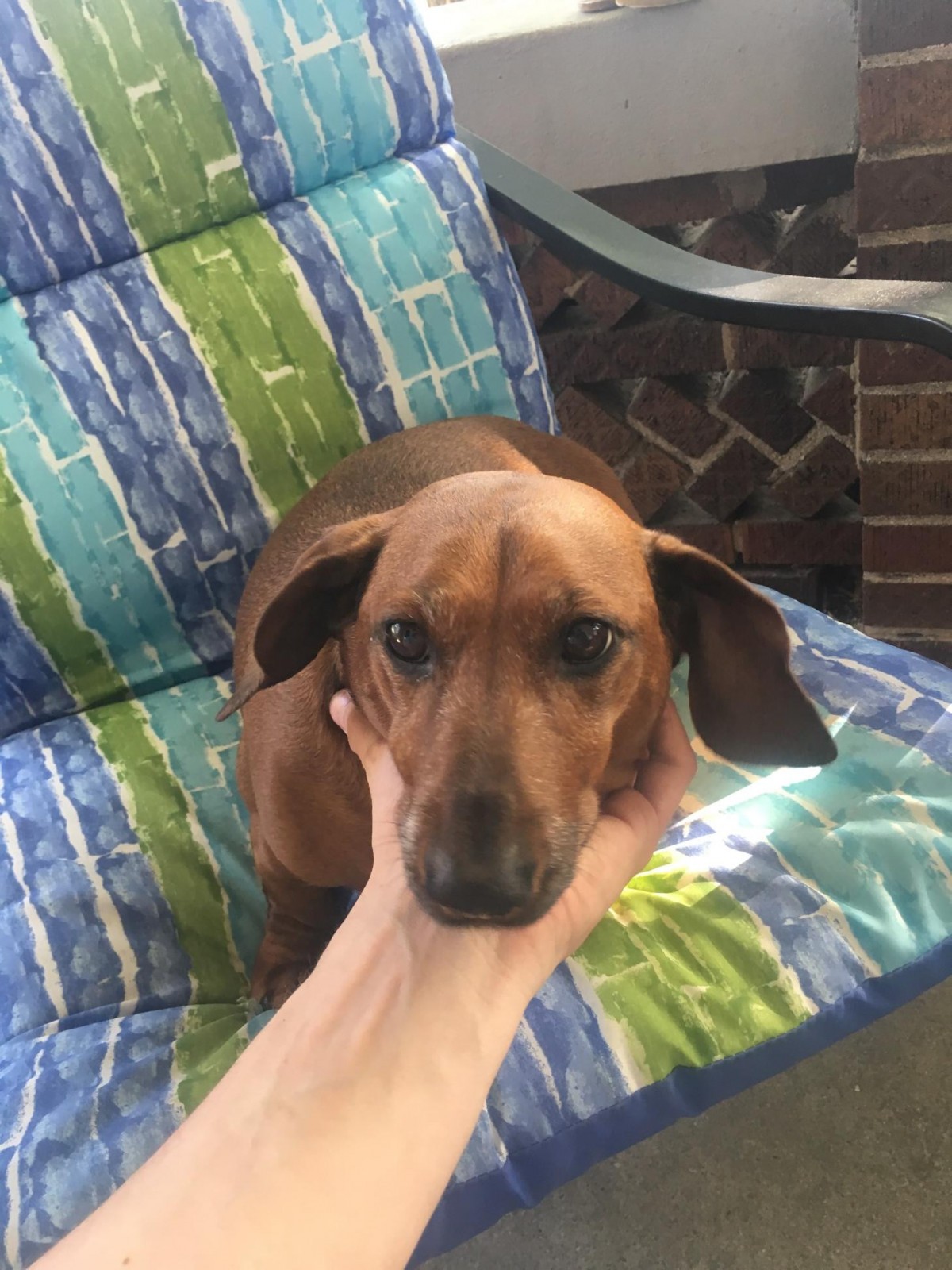 Adopt Lucy a Red/Golden/Orange/Chestnut Dachshund dog in ...