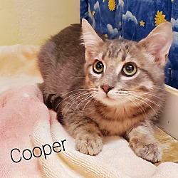 Photo of COOPER