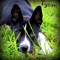 Thumbnail photo of Tyson ~ meet me! #1