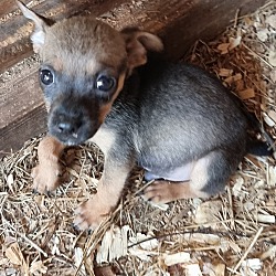 Thumbnail photo of Small Puppy breed #2