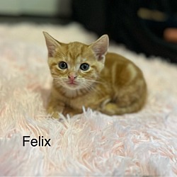Thumbnail photo of Felix #1