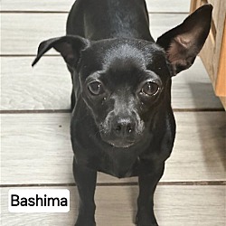Thumbnail photo of Bashima #2
