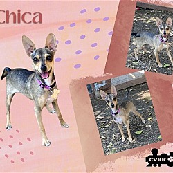 Thumbnail photo of Chica #1