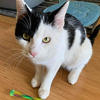 adopt a pet