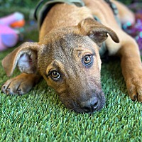 adopt a pet