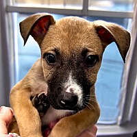 adopt a pet