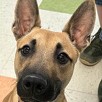 adopt a pet