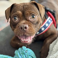 adopt a pet