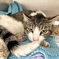 adopt a pet