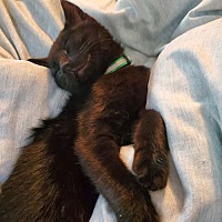 adopt-pet