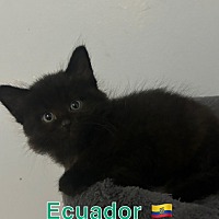 ECUADOR (BONDED TO ISLAND) - Domestic Shorthair available for adoption