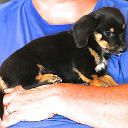 Thumbnail photo of Emily Dickinson~adopted! #2