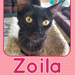 Thumbnail photo of Zoila #1