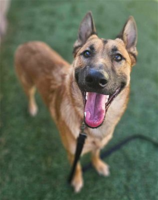 Denver, CO - Belgian Malinois. Meet Maverick a Pet for Adoption ...