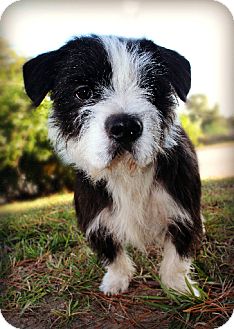 North Augusta Sc Boston Terrier Meet Sam The Fuzzy Boston A