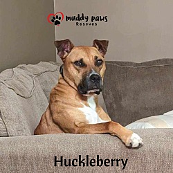 Photo of Huckleberry (Courtesy Post)