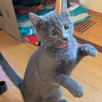 adopt a pet