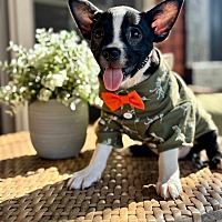 adopt a pet