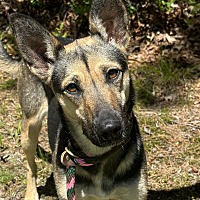 adopt-pet