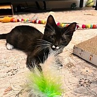 adopt a pet
