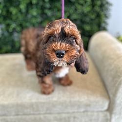 Cockapoo Archie San Pedro, CA - Cockapoo. Meet Archie a Pet for Adoption - AdoptaPet.com