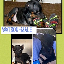 Thumbnail photo of Watson (etaa) #3