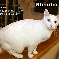 Thumbnail photo of Blondie #2