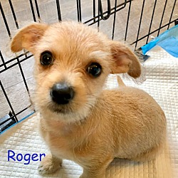 Thumbnail photo of Roger #3
