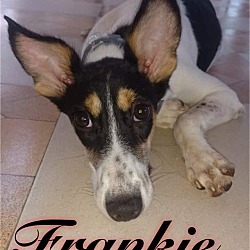 Photo of Frankie-Indian Pariah dog