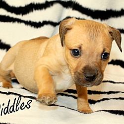 Thumbnail photo of Diddles~adopted! #3