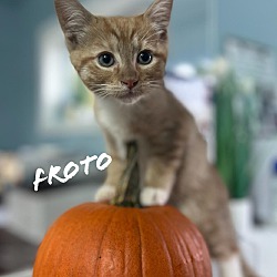 Photo of Froto