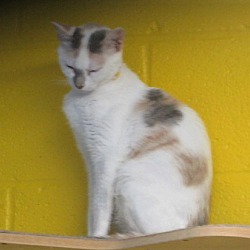 Photo of PATCHES