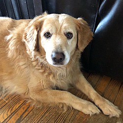Photo of Nala