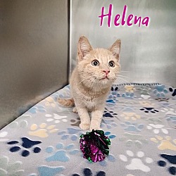 Thumbnail photo of Helena #4