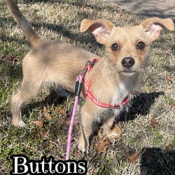 Photo of Buttons