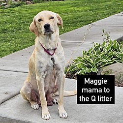 Photo of MAGGIE