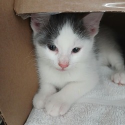 Photo of Tik Tok kitten 1