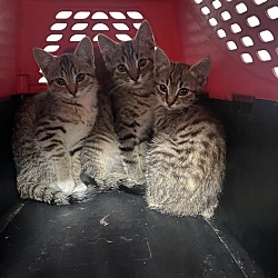 Thumbnail photo of Sweet Kittens #4