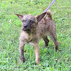 Thumbnail photo of PUPPY CURIOUS COCO #3