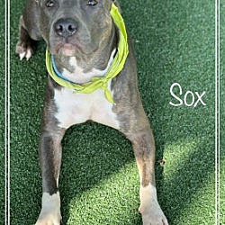 Thumbnail photo of SOX #4