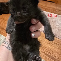 Adopt A Pet :: Chip - Leonardtown, MD