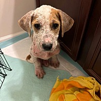 adopt a pet