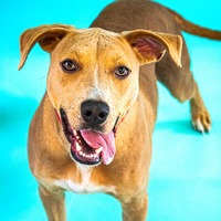 adopt a pet