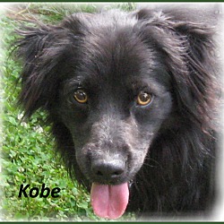 Photo of Kobe- Super Sweet Dog!