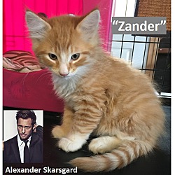 Photo of Zander