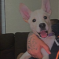 Golden Retriever Puppies For Sale In Gainesville Florida Adoptapet Com