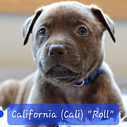 Thumbnail photo of California (Cali) Roll the She #2